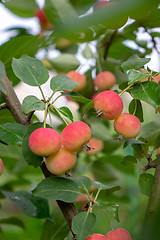 Image showing A green branch with small red apples in a rural garden. Eco-Friendly Fruit