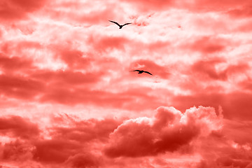 Image showing Flying birds on a background of the cloudy sky in a fashionable pantone trendy color of the year 2019 Living Coral.