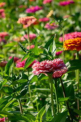 Image showing Beautiful summer flowers of cynia with green leaves in the garden on a sunny summer day. Natural bright background.