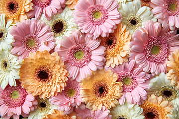 Image showing Natural floral background of white, pink, orange gerbera. Flower concept