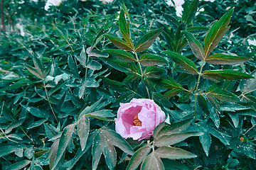 Image showing A peony bush with a blossoming pink flower. Floral background