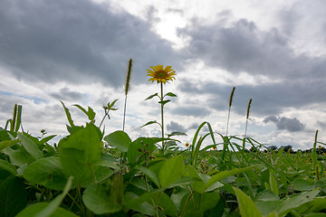 Image showing Lone yellow sunflower in a field against a cloudy sky background. Natural background