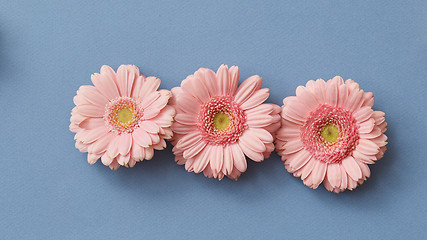 Image showing Pink gerbera isolated on a blue paper background