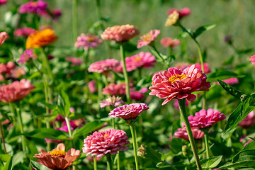 Image showing Bright different flowers of cynia in the summer garden. Beautiful blooming background