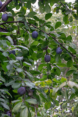 Image showing Fruit tree with ripe plums in the farm garden. Growing of organic products