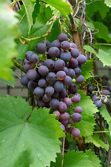 Image showing A bunch of ripe grapes with green leaves in the garden.