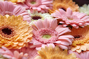 Image showing Background of bright pink and orange gerberas. Flower concept