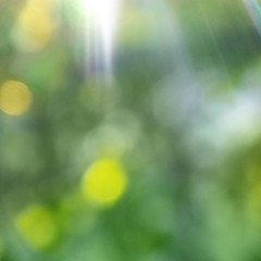 Image showing Green blurred foliage with bright sun rays. Natural bokeh backgr