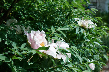 Image showing Lovely green garden with white peony bushes