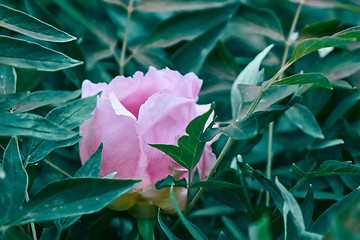 Image showing A pink peony flower blooming on a bush, shot close-up against a background of green foliage in the summer in a botanical garden.