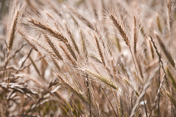 Image showing Organic golden ripe ears of wheat in field.