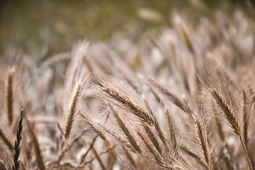 Image showing Golden ripe ears of wheat in field, soft focus.