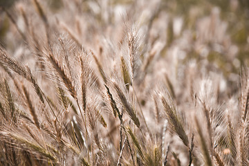 Image showing Golden ripe ears of wheat in field, soft focus.