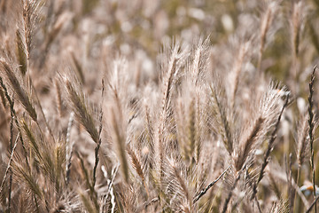 Image showing Golden ripe ears of wheat in field, soft focus.