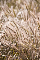 Image showing Organic golden ripe ears of wheat in field.