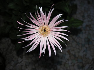 Image showing pink pointed flower