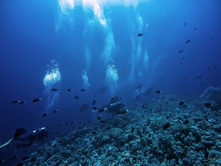 Image showing Scuba diver descending to the bottom