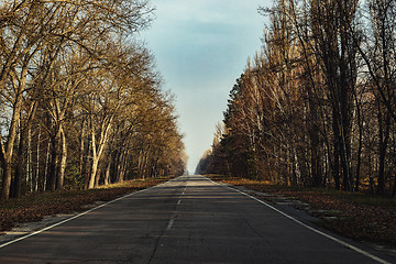 Image showing Forest reclaiming the Zone, in Chernobyl