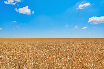 Image showing Field of Rye