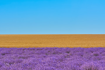 Image showing Lavender and Rye Fields