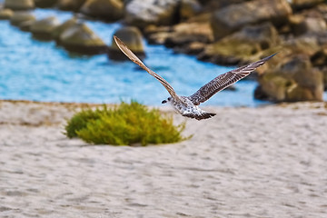 Image showing Flying Young Seagull