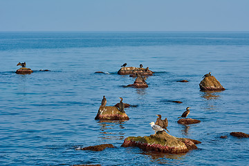 Image showing Cormorants on the Rocks