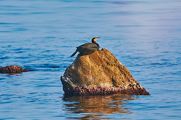 Image showing Cormorant on the Rock