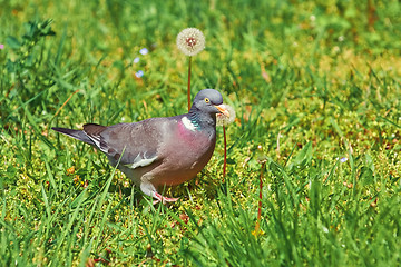 Image showing Common Wood Pigeon