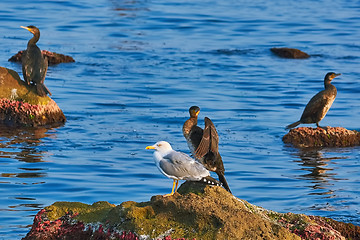 Image showing Cormorant and Seagull on the Rock