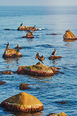 Image showing Cormorants on the Rocks