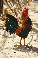 Image showing Brown Leghorn Rooster