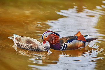 Image showing Mandarin Ducks in the Pond