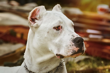 Image showing American Staffordshire Terrier