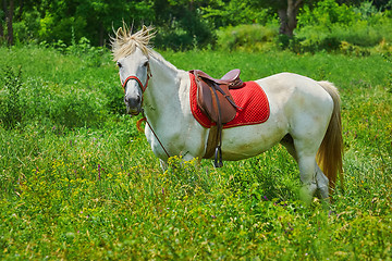 Image showing White Horse in Grass