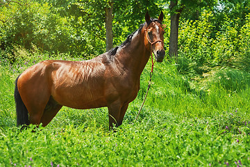 Image showing Chestnut Horse in the Grass
