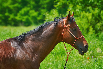 Image showing Portrait of Horse