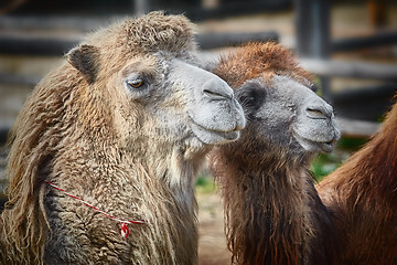 Image showing Portrait of Camel