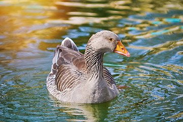 Image showing Goose in the Pond