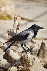 Image showing Crow on the Snag