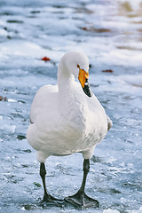 Image showing Swan on Ice