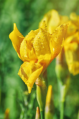 Image showing Flower of an Yellow Iris 