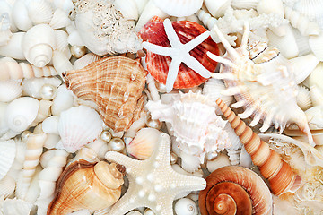 Image showing Seashell Abstract Background