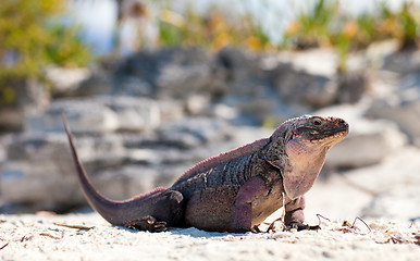 Image showing exuma island iguana in the bahamas