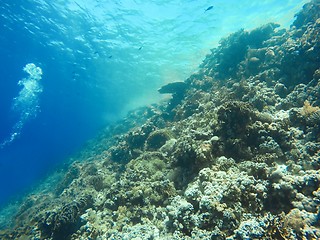 Image showing Coral Reef underwater in the sea