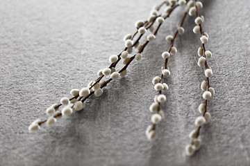 Image showing pussy willow branches on stone background