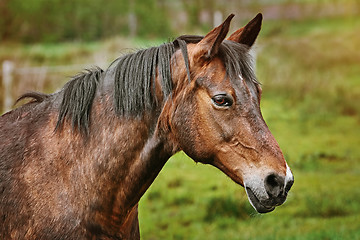 Image showing Portrait of the Horse