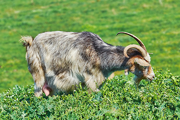 Image showing Goat Eating Grass