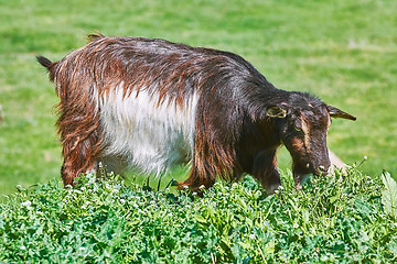 Image showing Goat Eating Grass