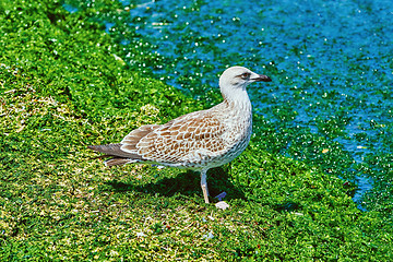 Image showing Nestling of Seagull 