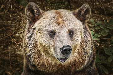 Image showing Portrait of the Bear